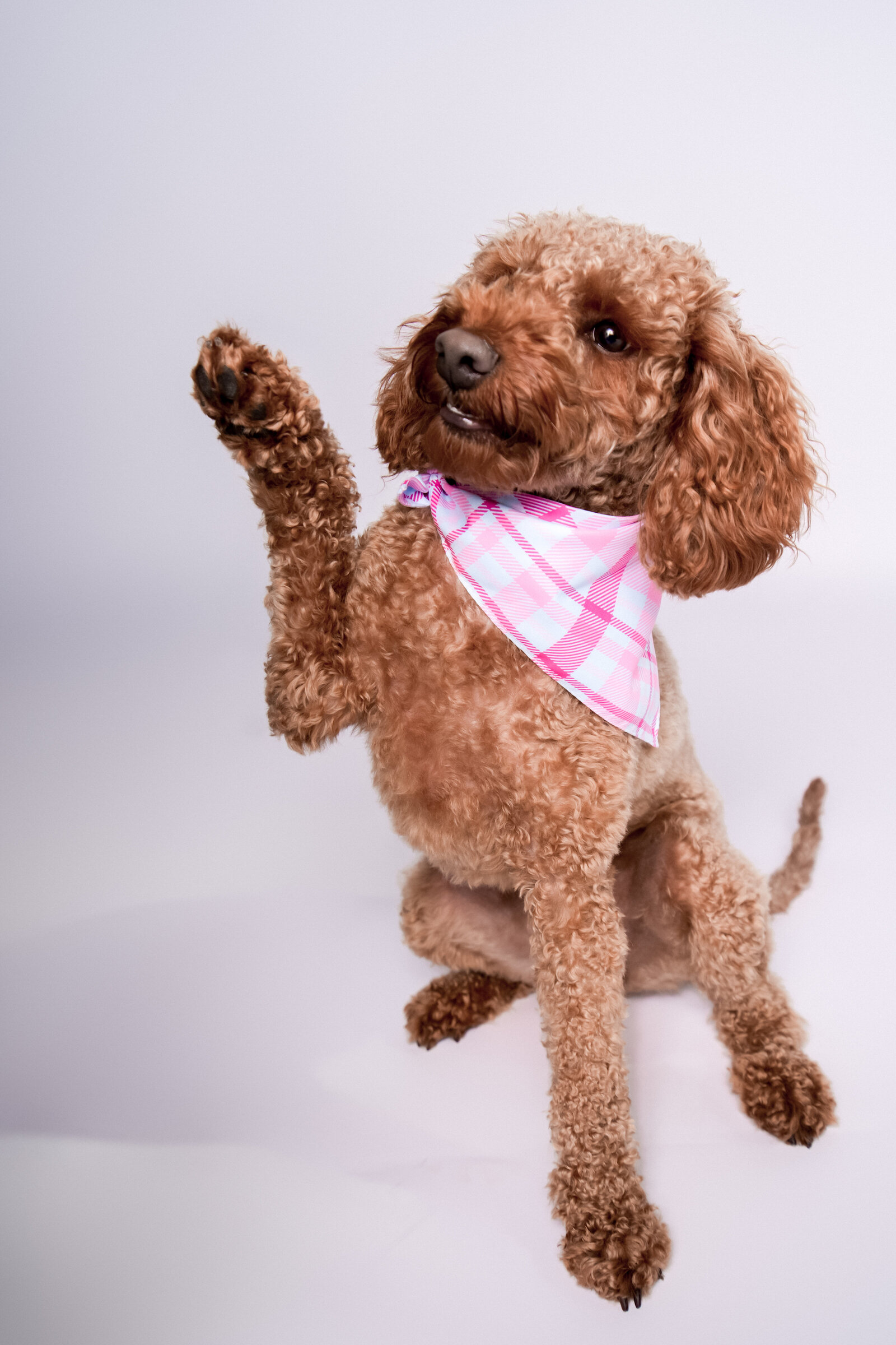 Doggy Casting Call-(8 of 104)