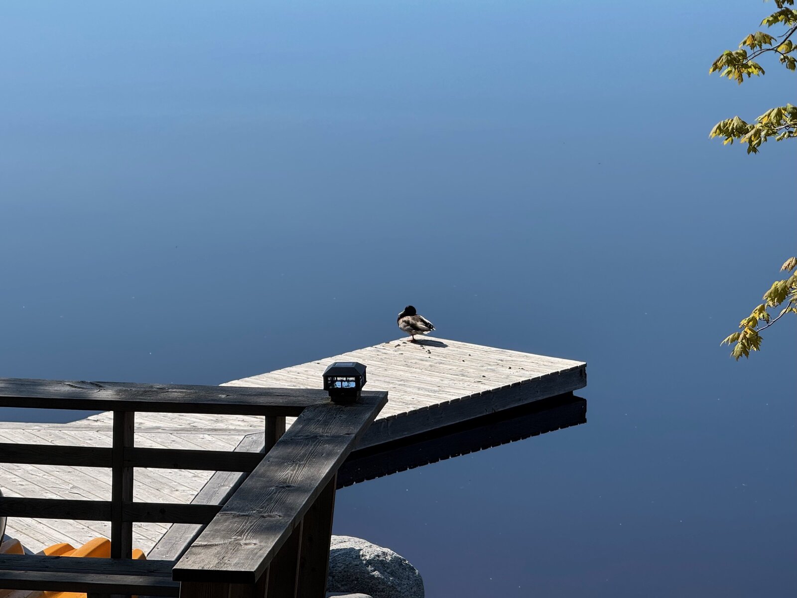 duck on deck springMG_7615