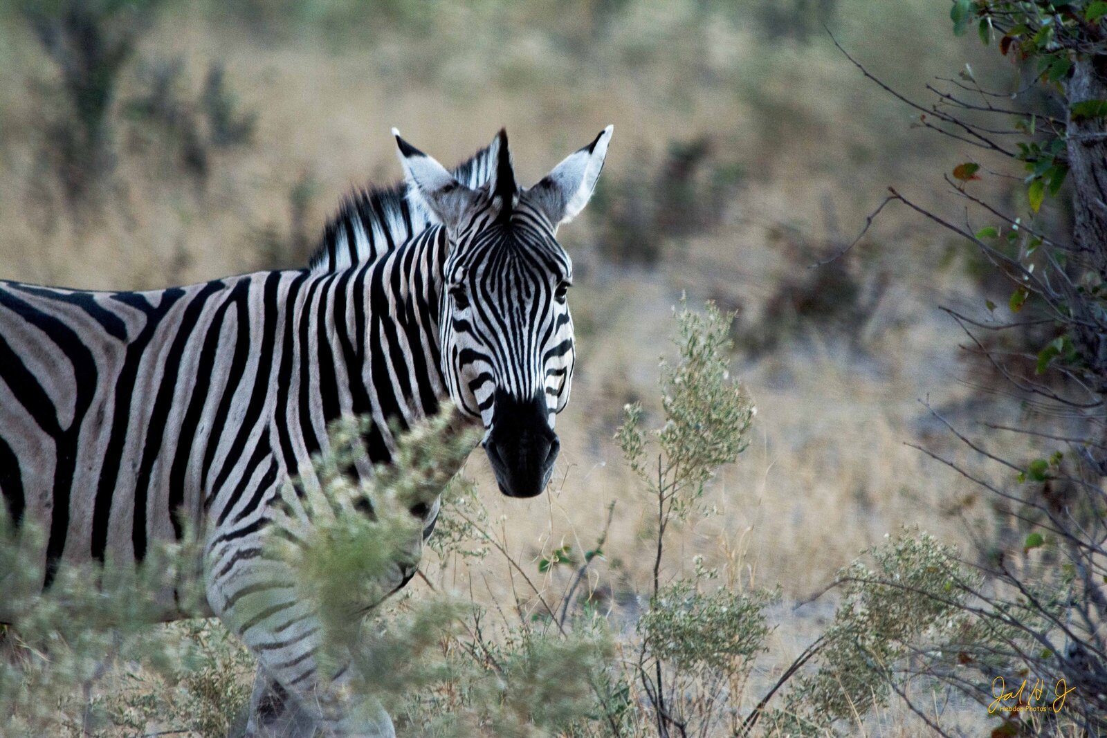 2015 Zebra (2)