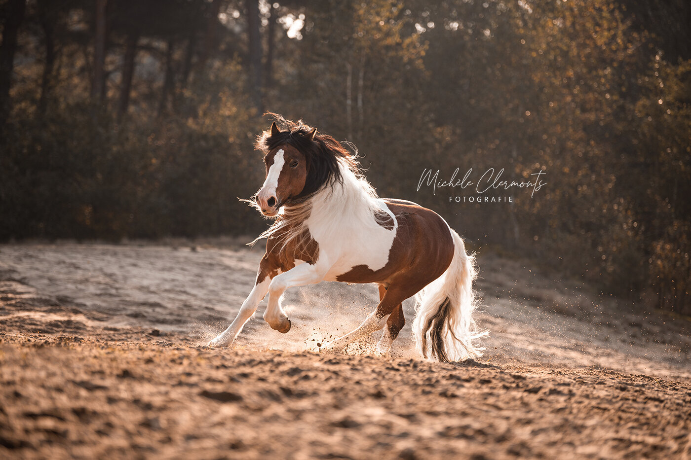 DSC_9724-1-paardenfotografie-michele-clermonts-fotografie-low