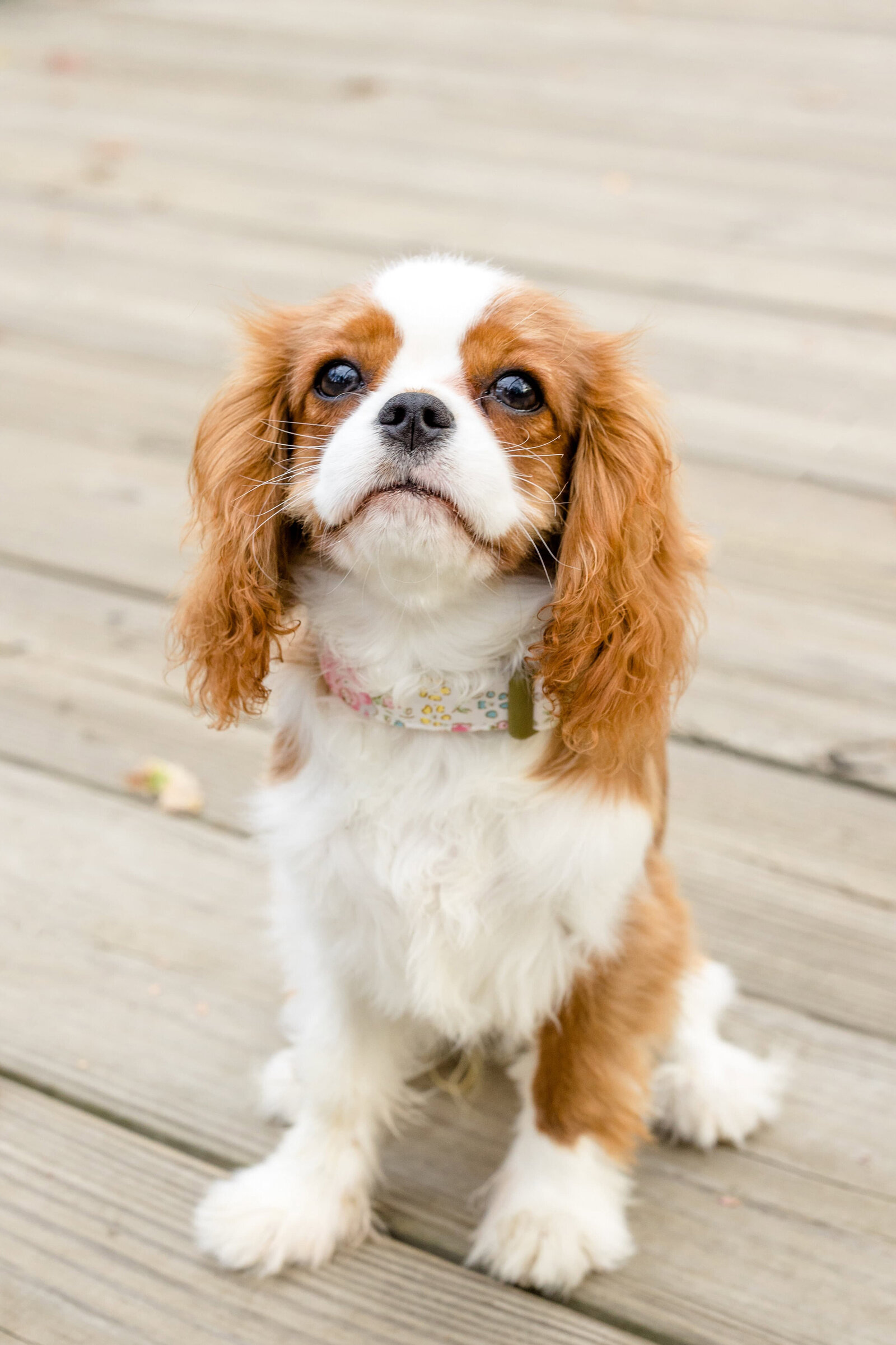 The Beloved Pup Photo Studio - Birmingham, Alabama Commercial Dog Photographer 8