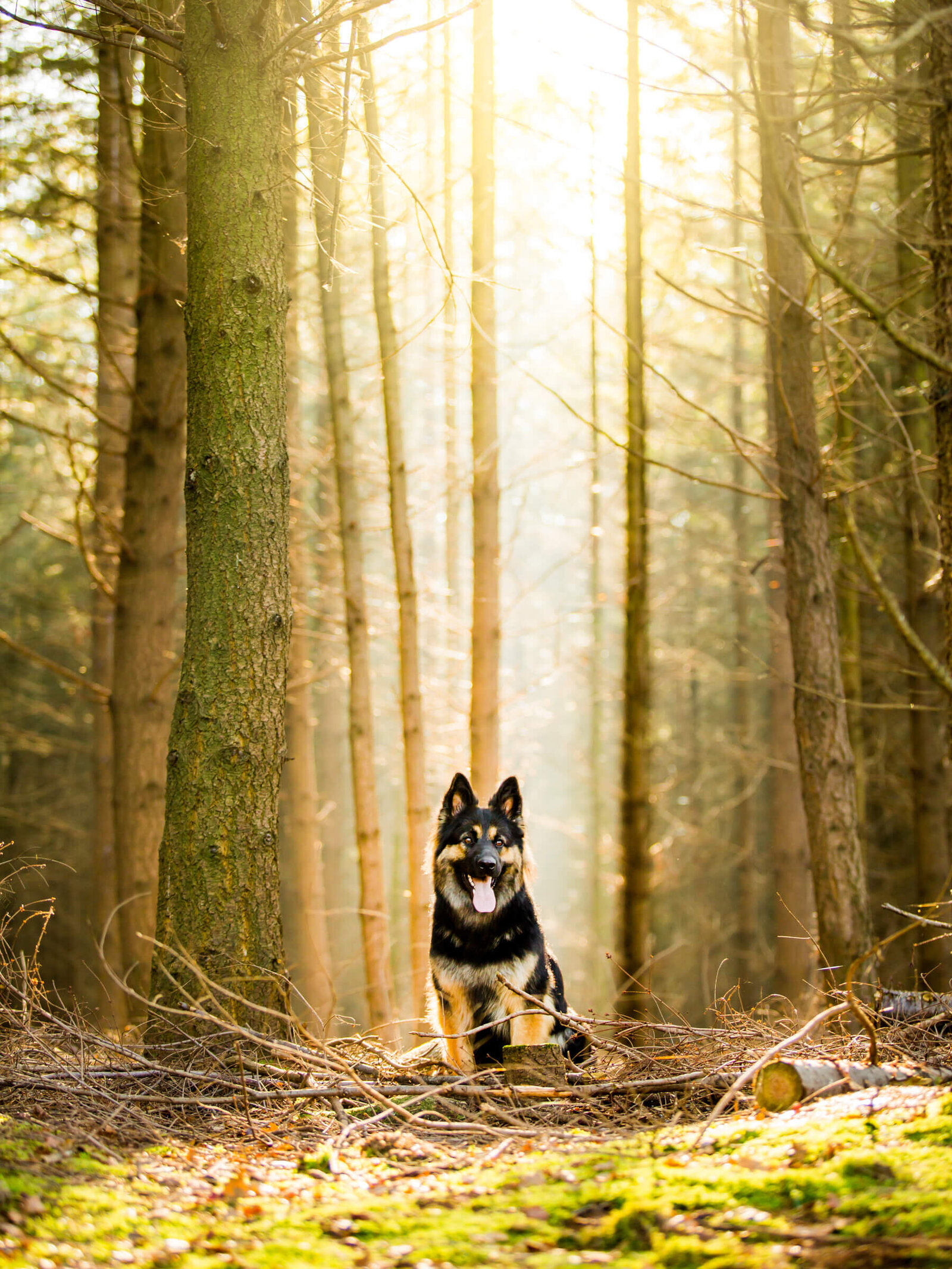 029-20151101-Pretty-Paws-honden-fotografie-Noord-Brabant-bossen-Hollandse-Herder-HR