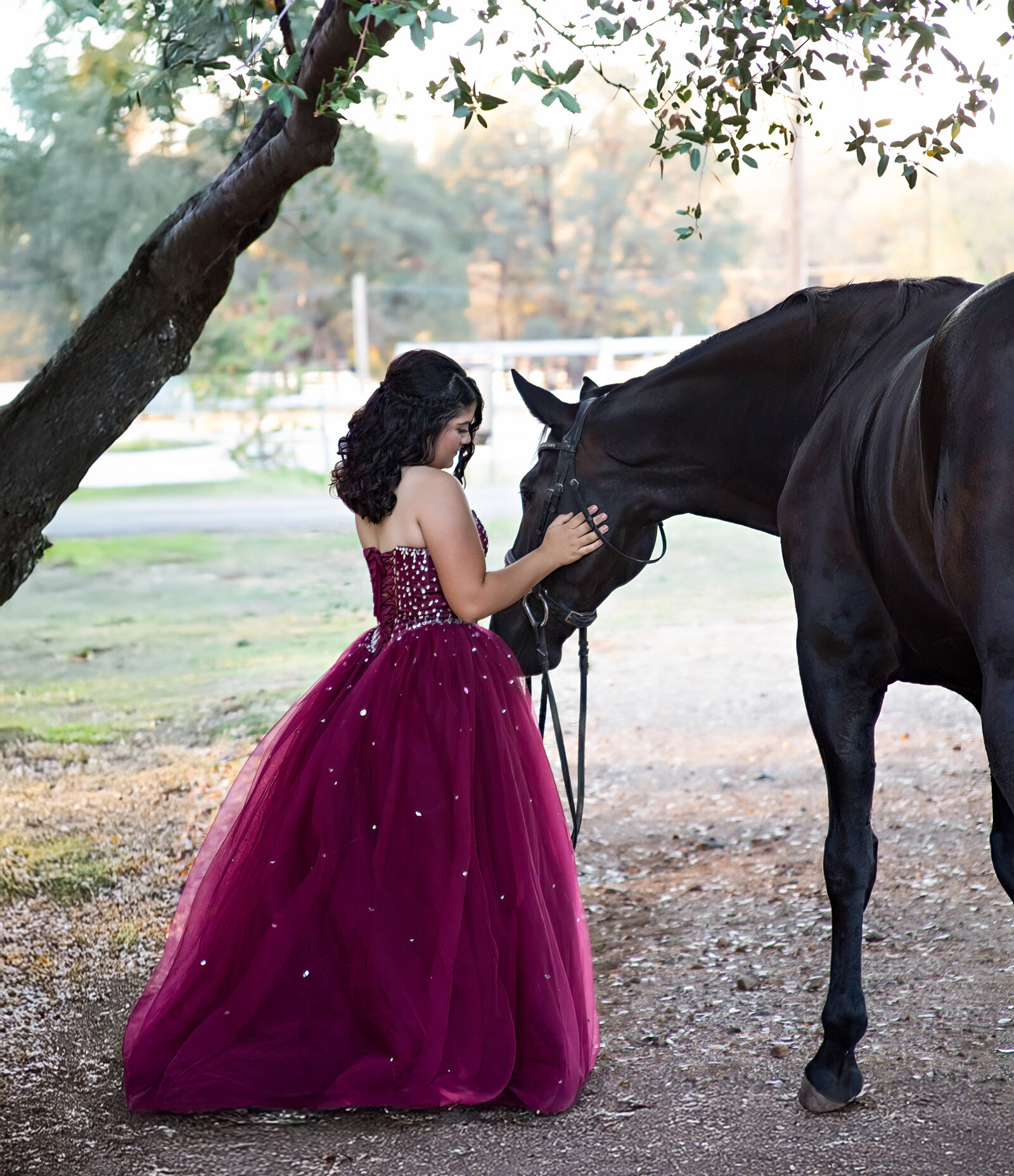 Northern California Equine Portraits