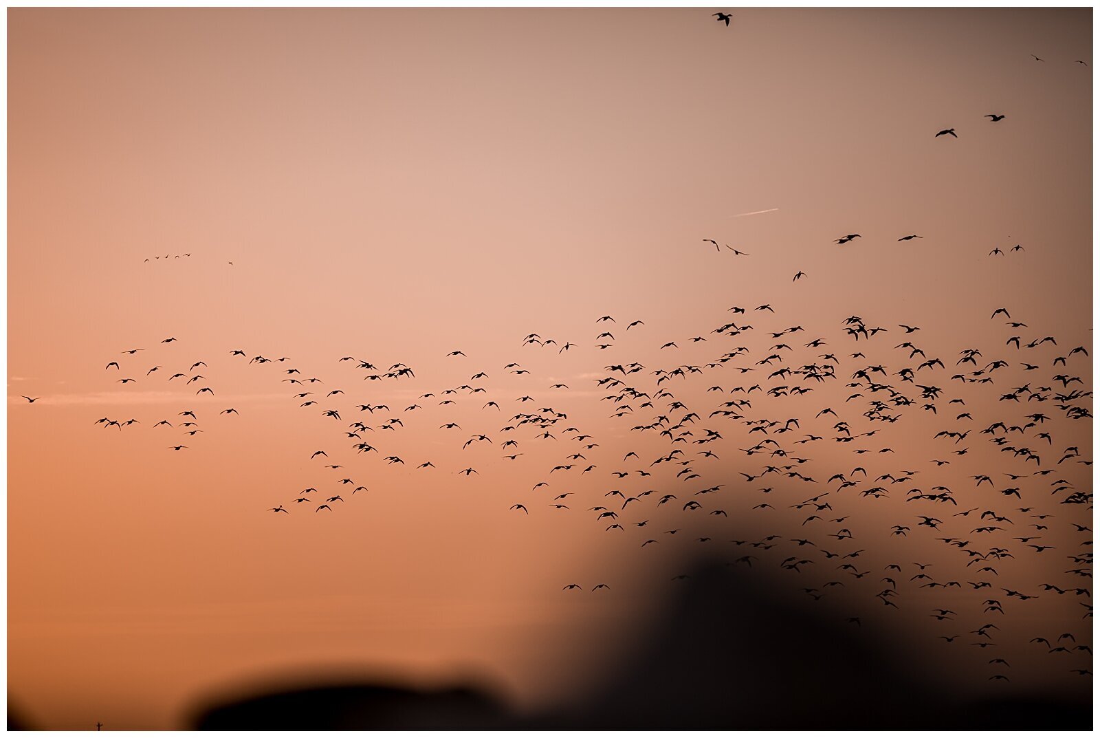 geese dropping in to the spread