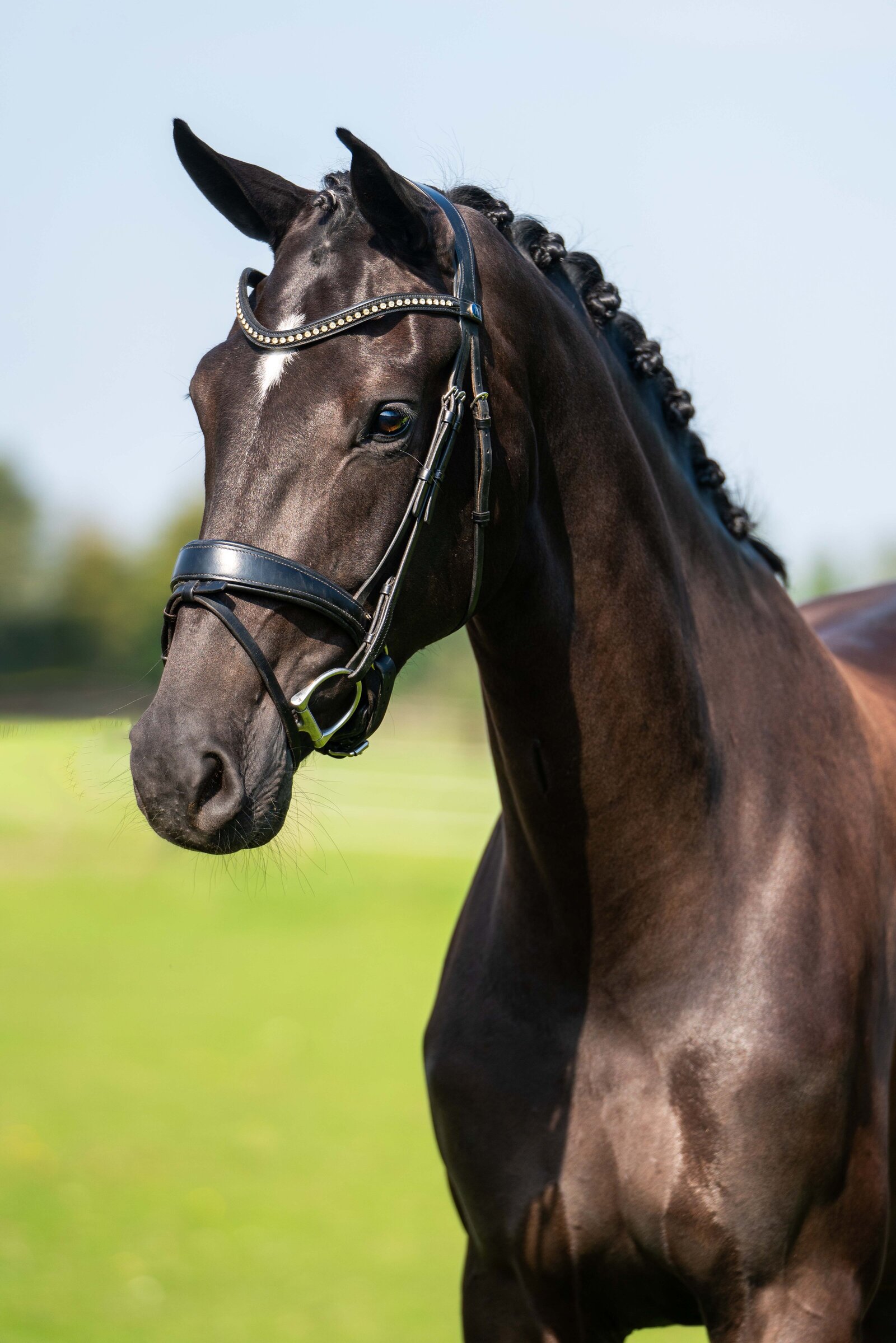 Verkoop foto gemaakt door Cheyenne Vlottes