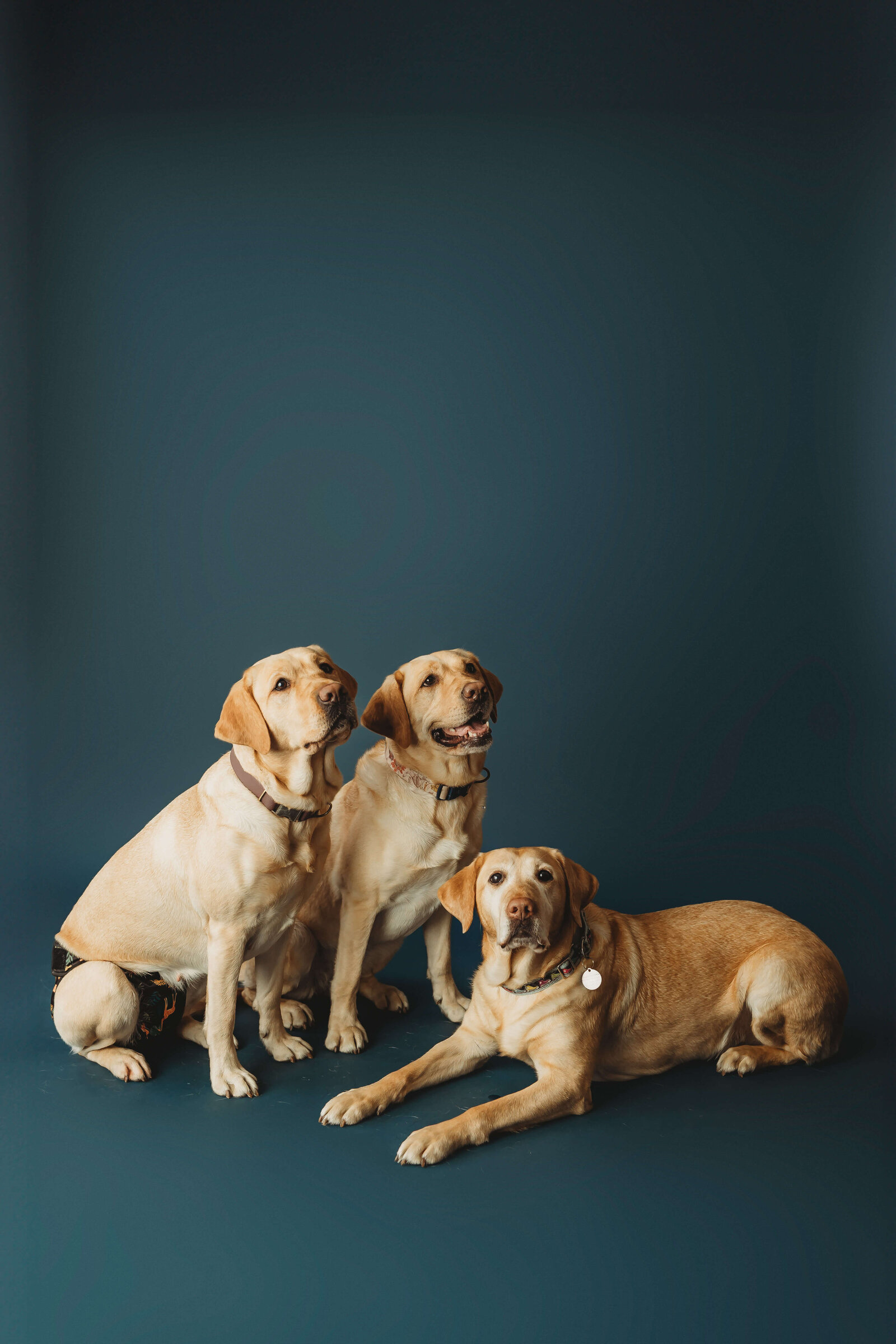 harrisburg-dog-photographer_5126-2-Edit