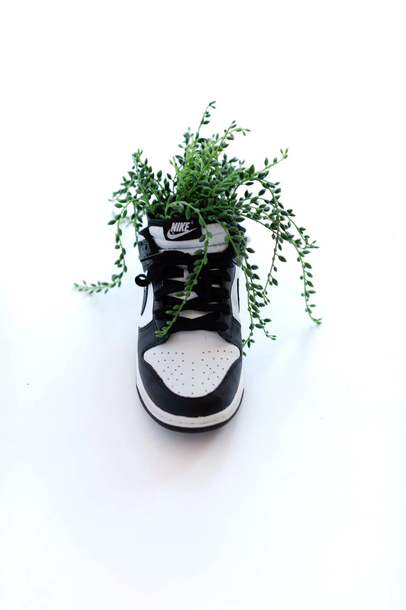 Color image of Nike Dunks with a plant inside