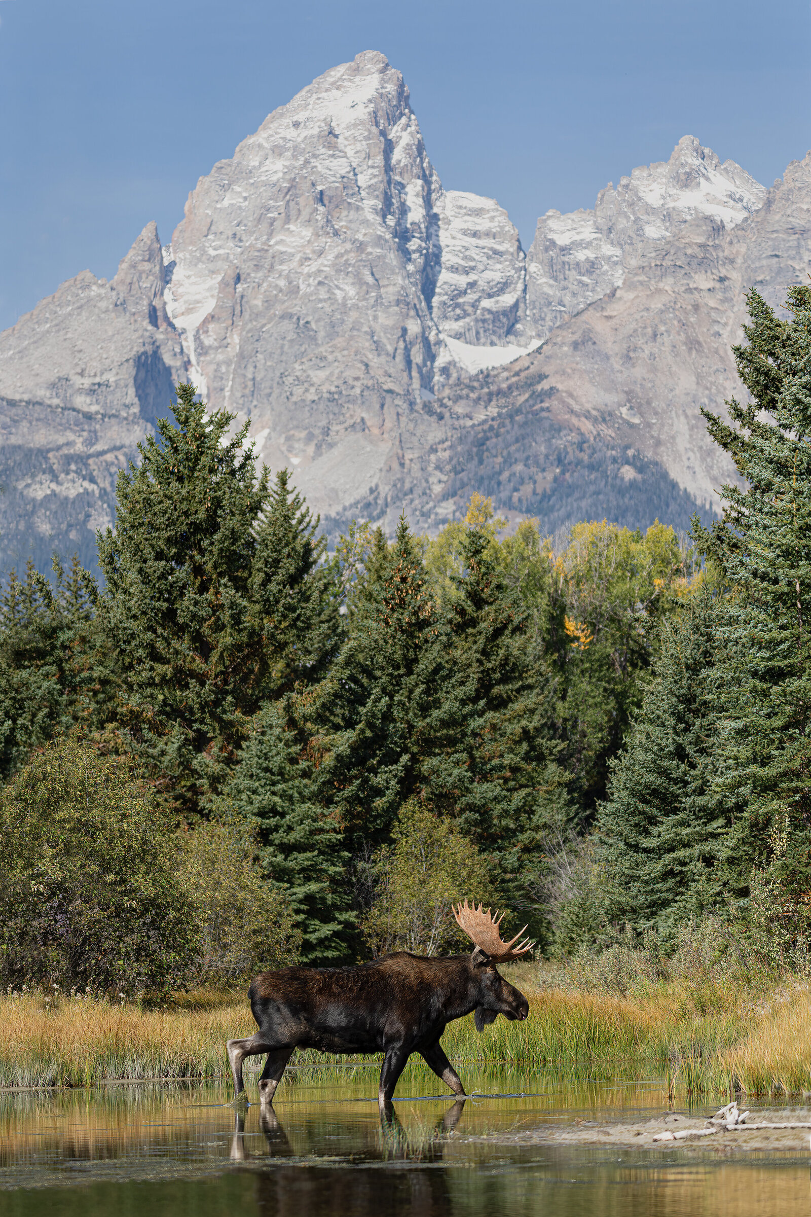 2024-09-14-teton-moose-showit
