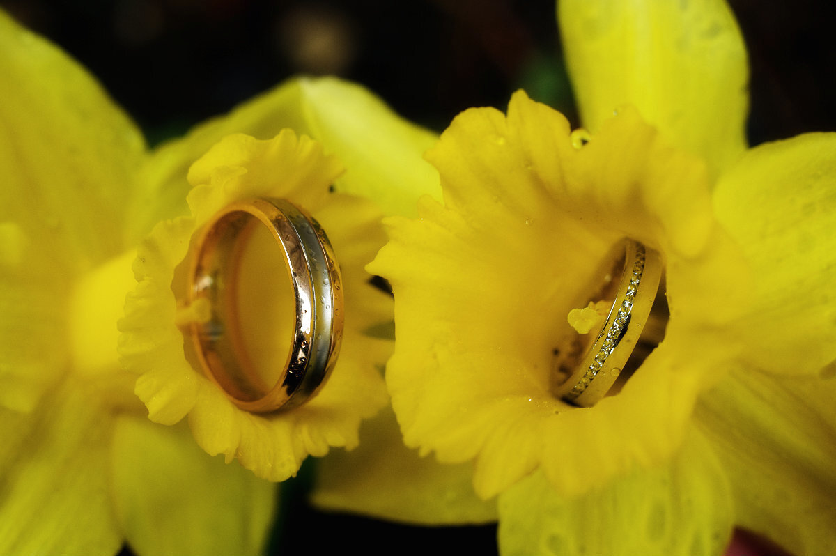 Gold wedding rings on daffodils