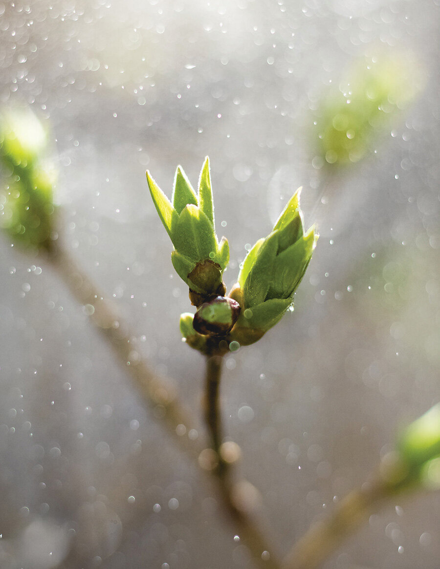 Spring Rain Mood Image_1