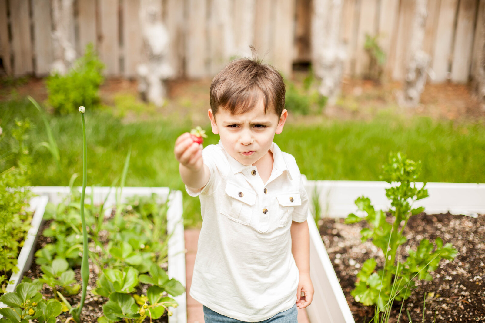 A little boy holding a berry standing in the garden.