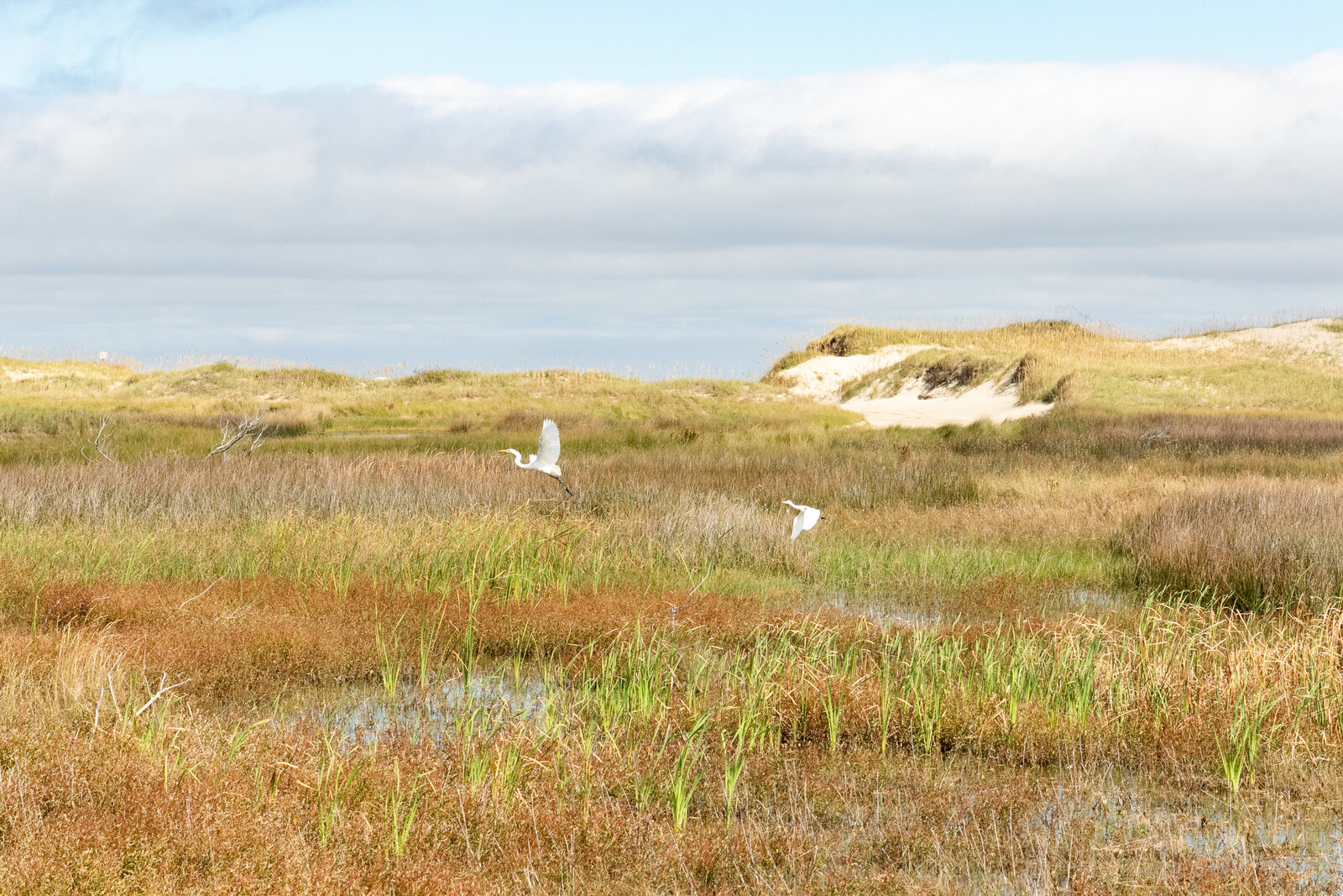 mom and baby great egret taking flight Hatteras NC