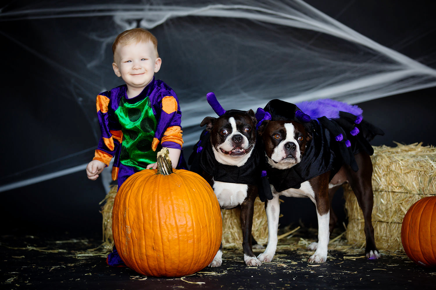 san diego family photography | costume with dogs dressed up cute little boy