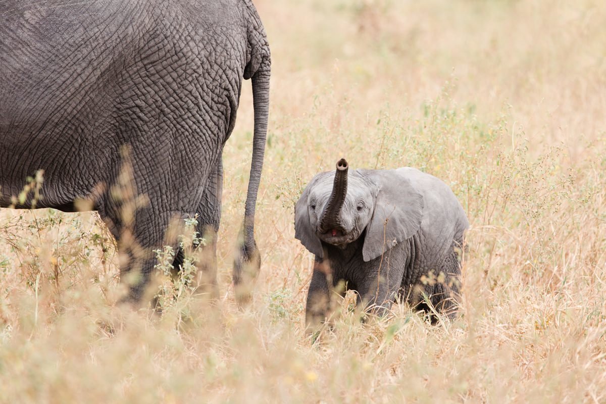 baby-elephant-tanzania-destination-photographer