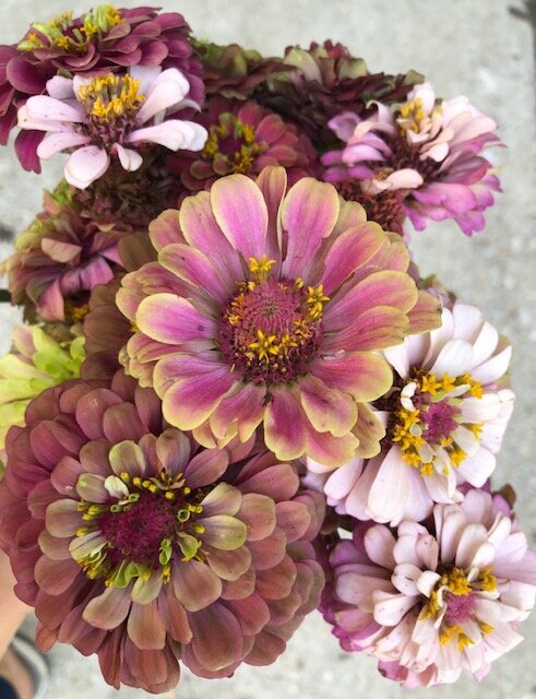 QBR Zinnias