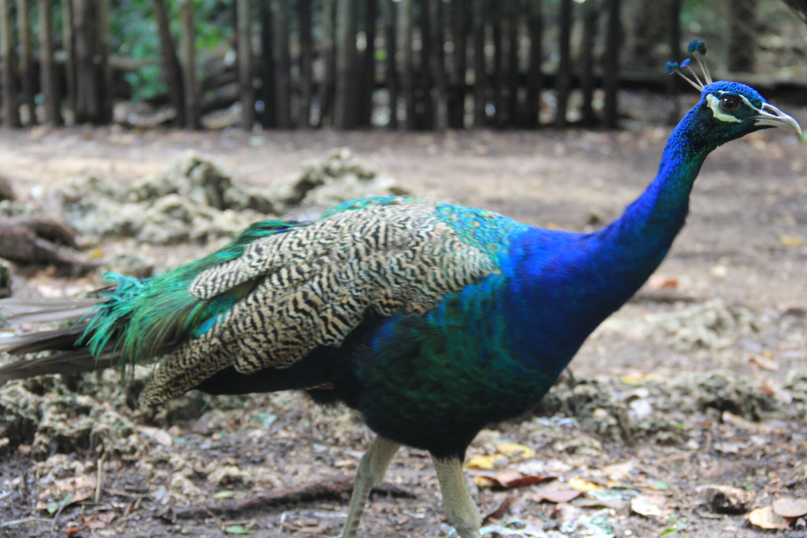 Peacock - Zanzibar