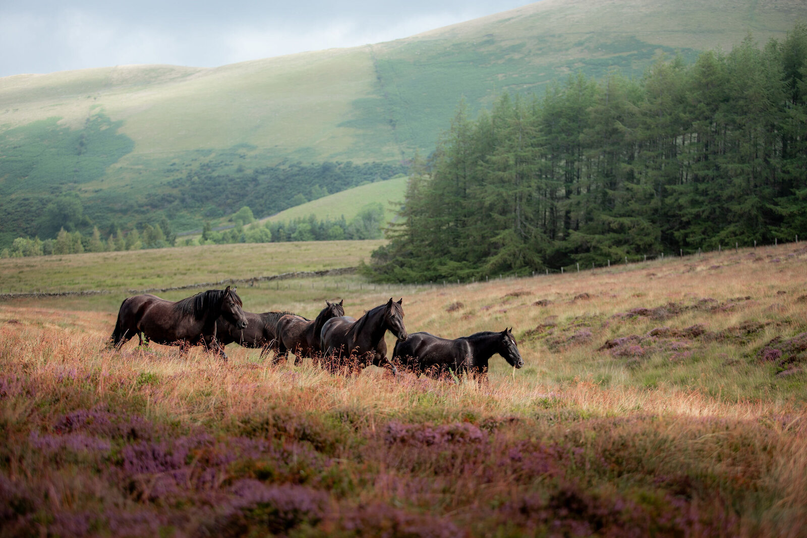 A small group of Fell Ponies in a pasture, illustrating the risks of small, isolated populations caught in the extinction vortex.