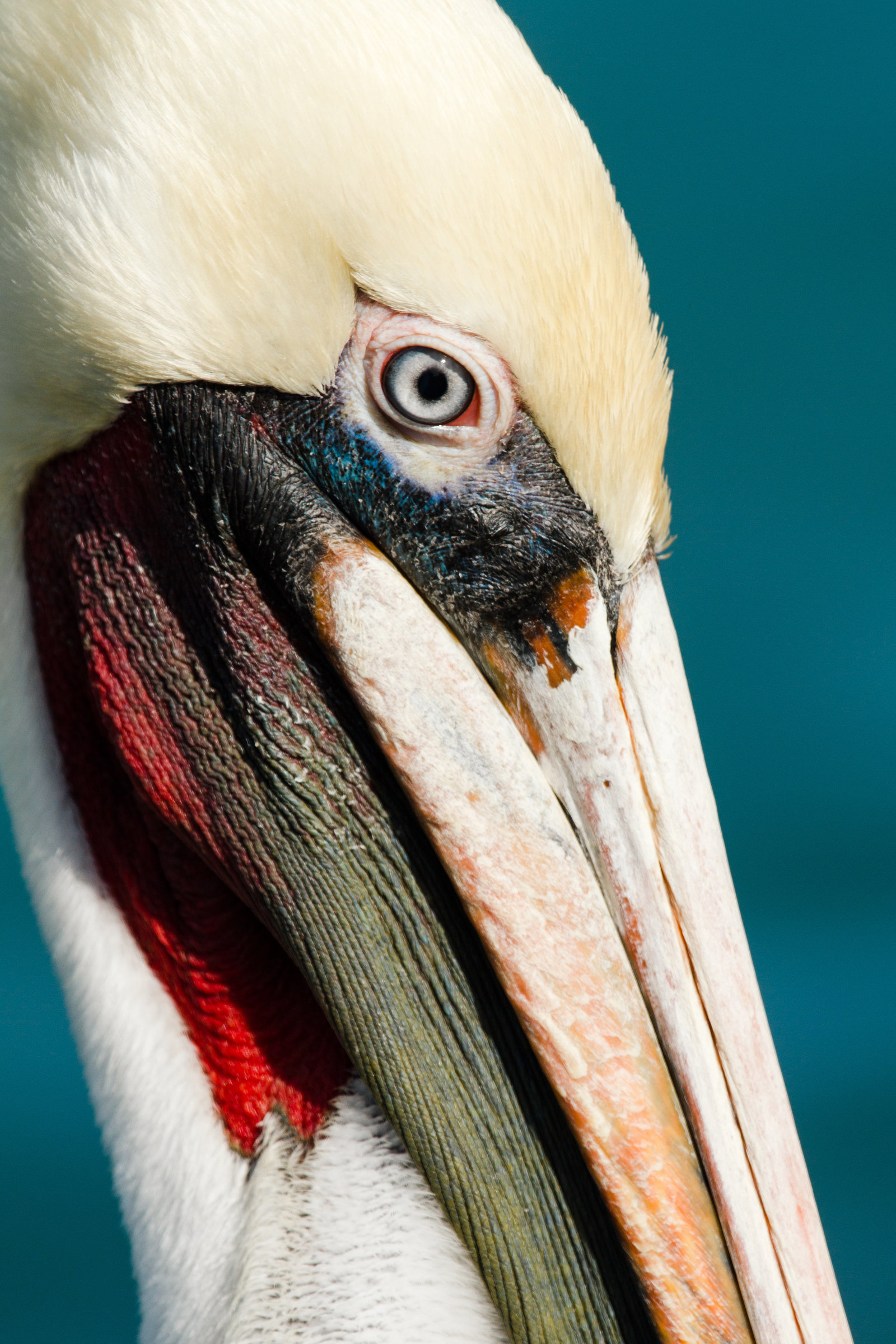 cameron-zegers-travel-photographer-baja-mexico-pelican