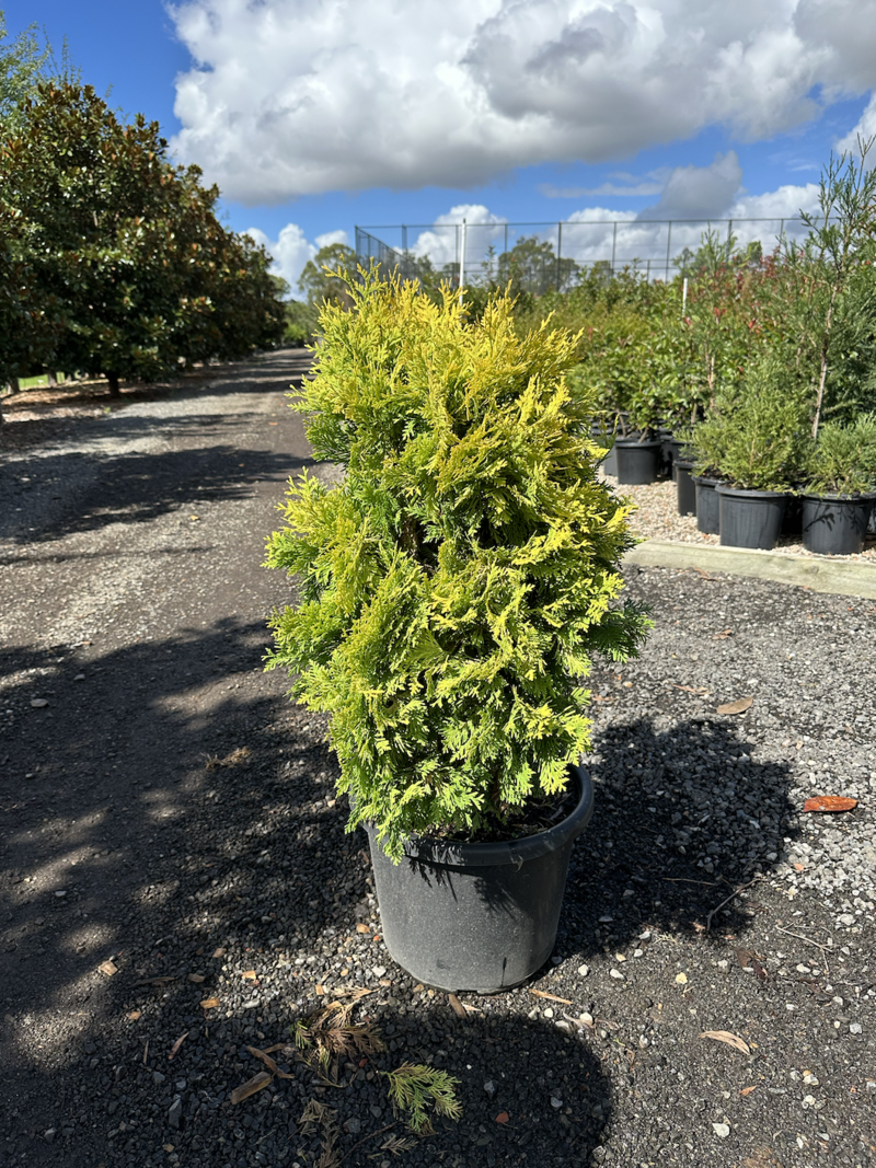 thuja smaragd erde Thuja occidentalis Smaragd main image 0