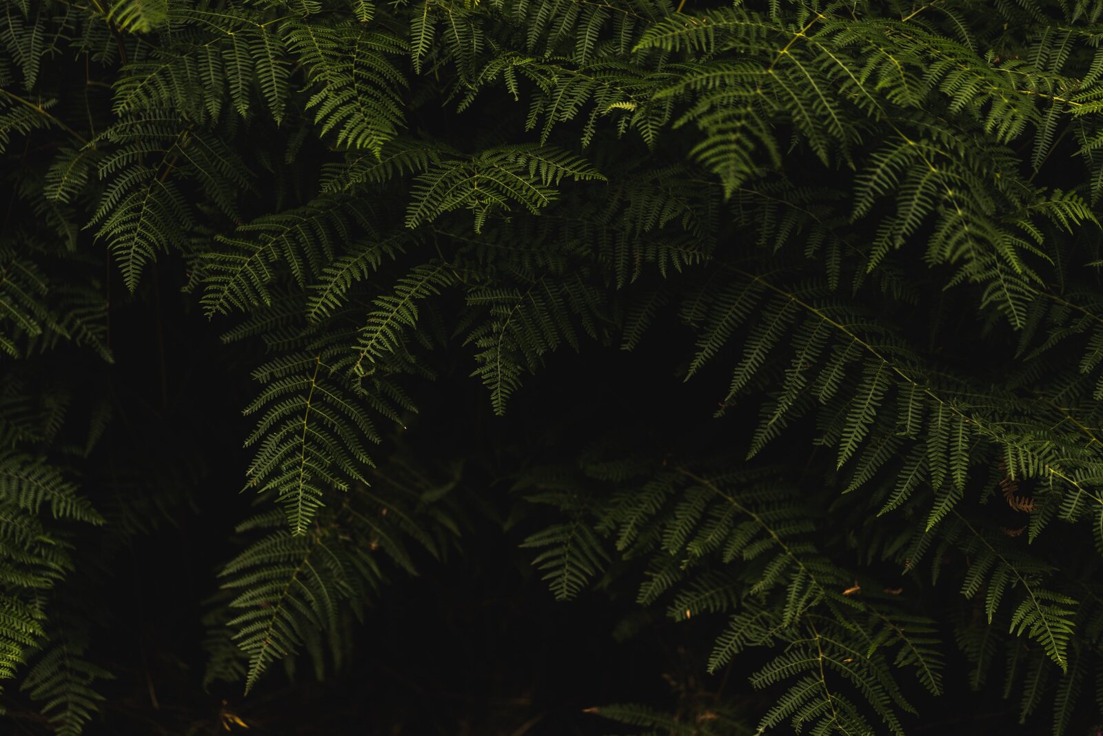 A background image of dark green fern foliage