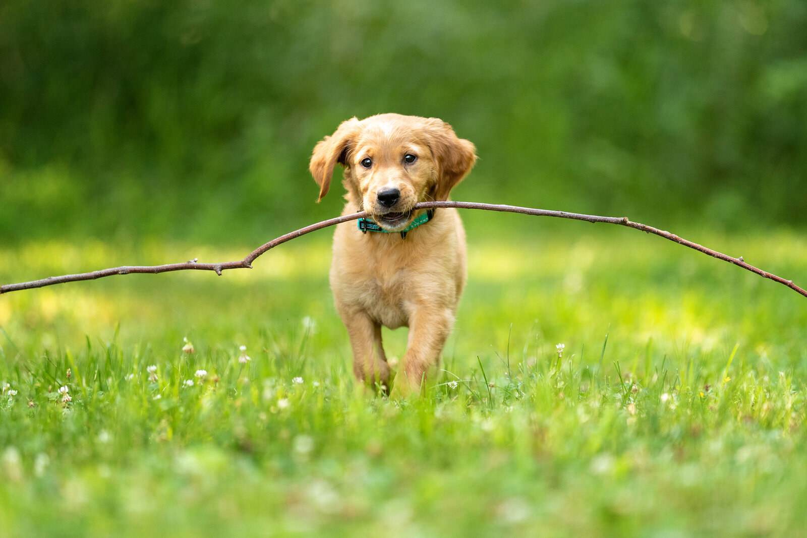 puppy carrying a big stick