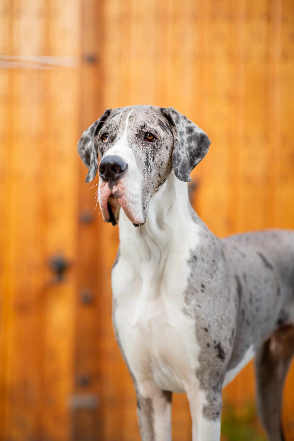 001_20210124_PrettyPaws_Bowie