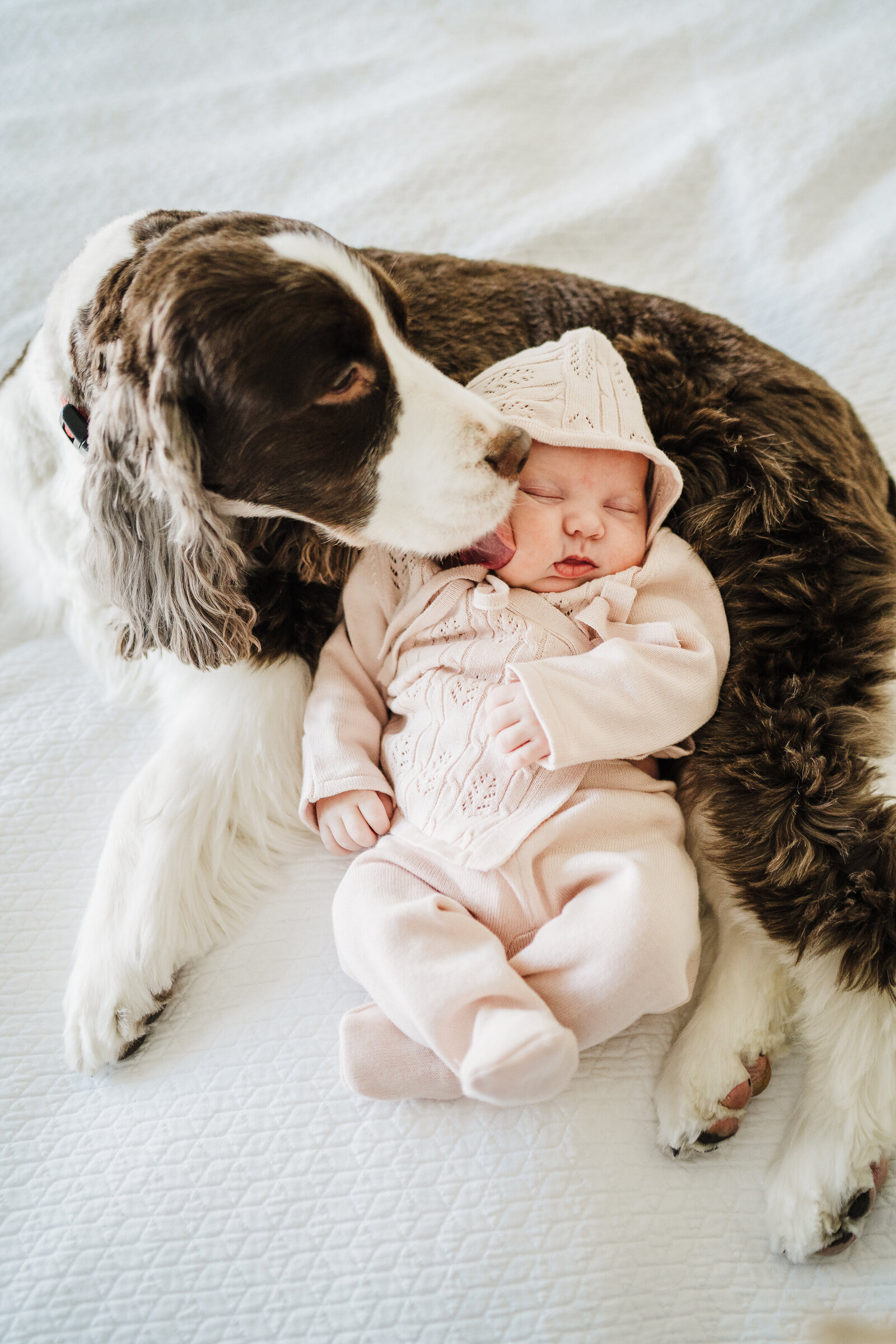 springer spaniel licks cheek of newborn baby girl during boston baby photos