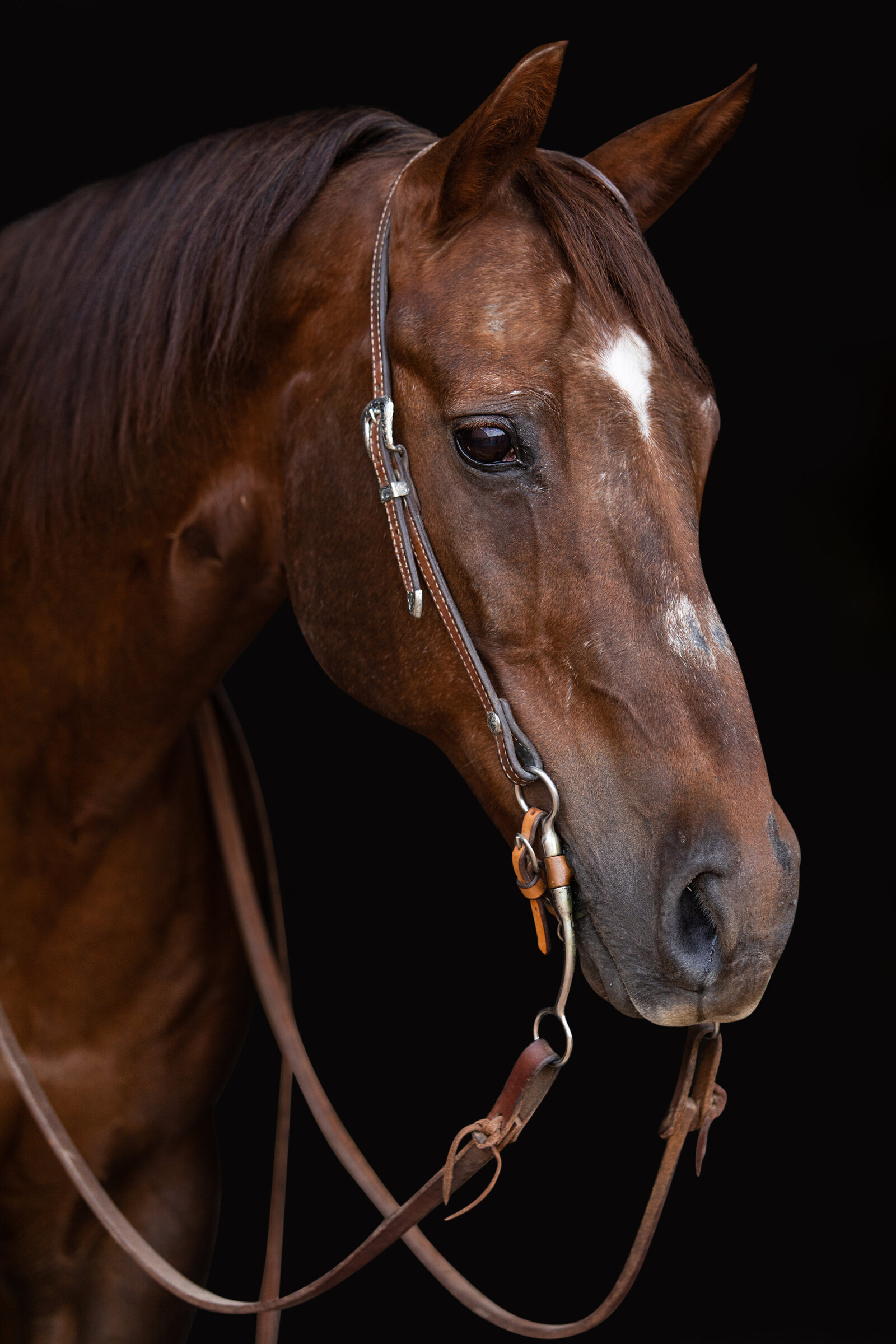 heart horse head shot