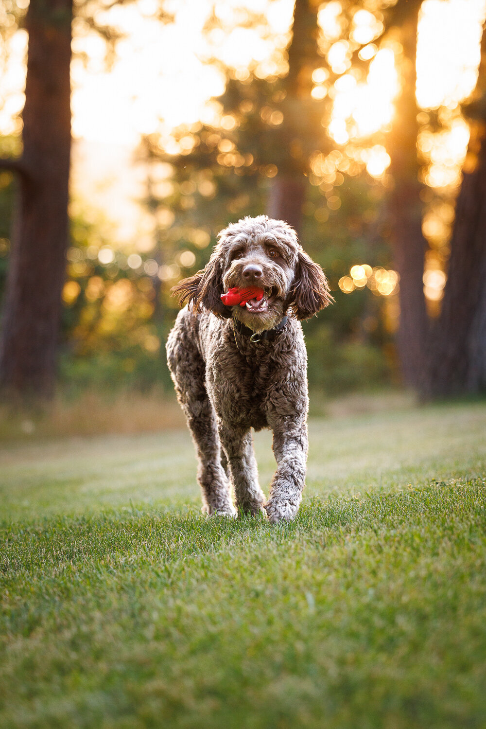 canine_hounds_dog_portraits_sessions_puppy  (20)