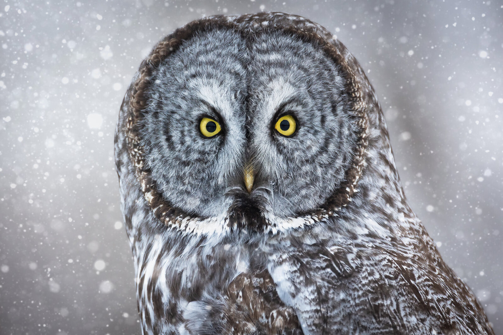 2022-12-Y3A9619-great-gray-owl-close-up-website