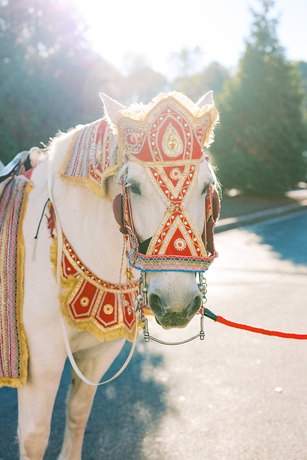 indian decorated horse sunkissed looking at camera