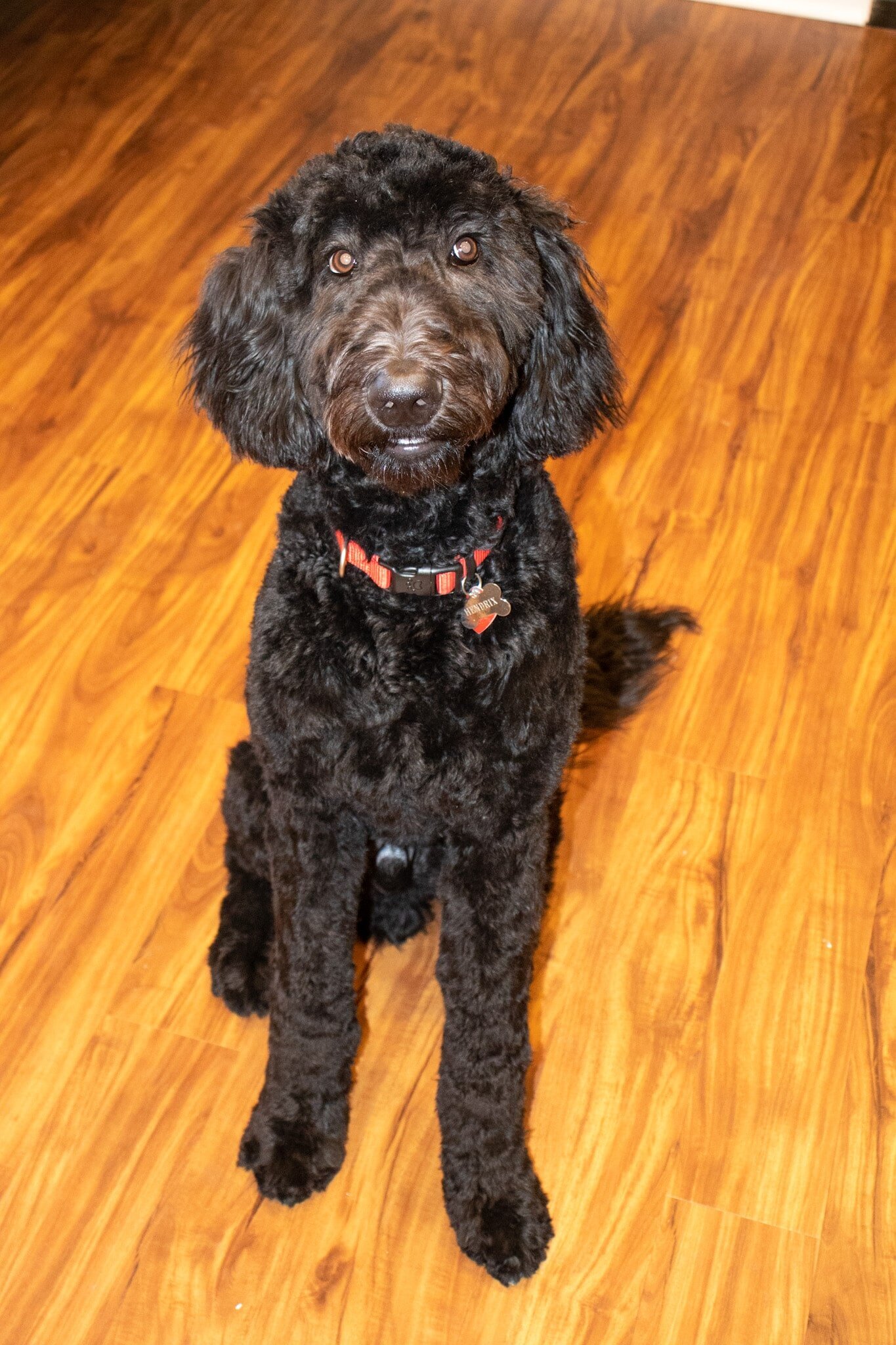 EasyCam-Pet-Dog-min