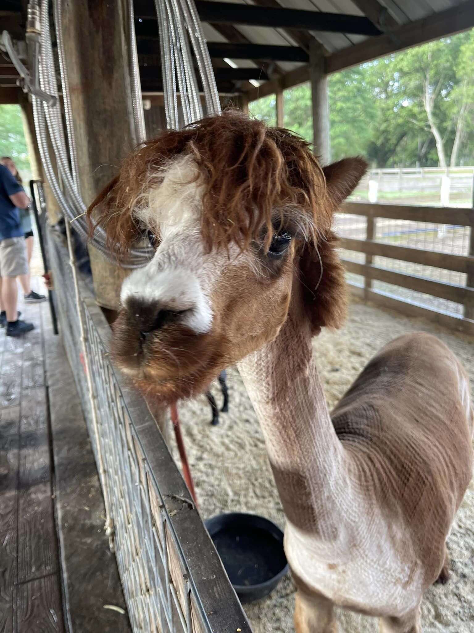 Cow Creek Farm - Plant City Tampa FL Farm Tours 19