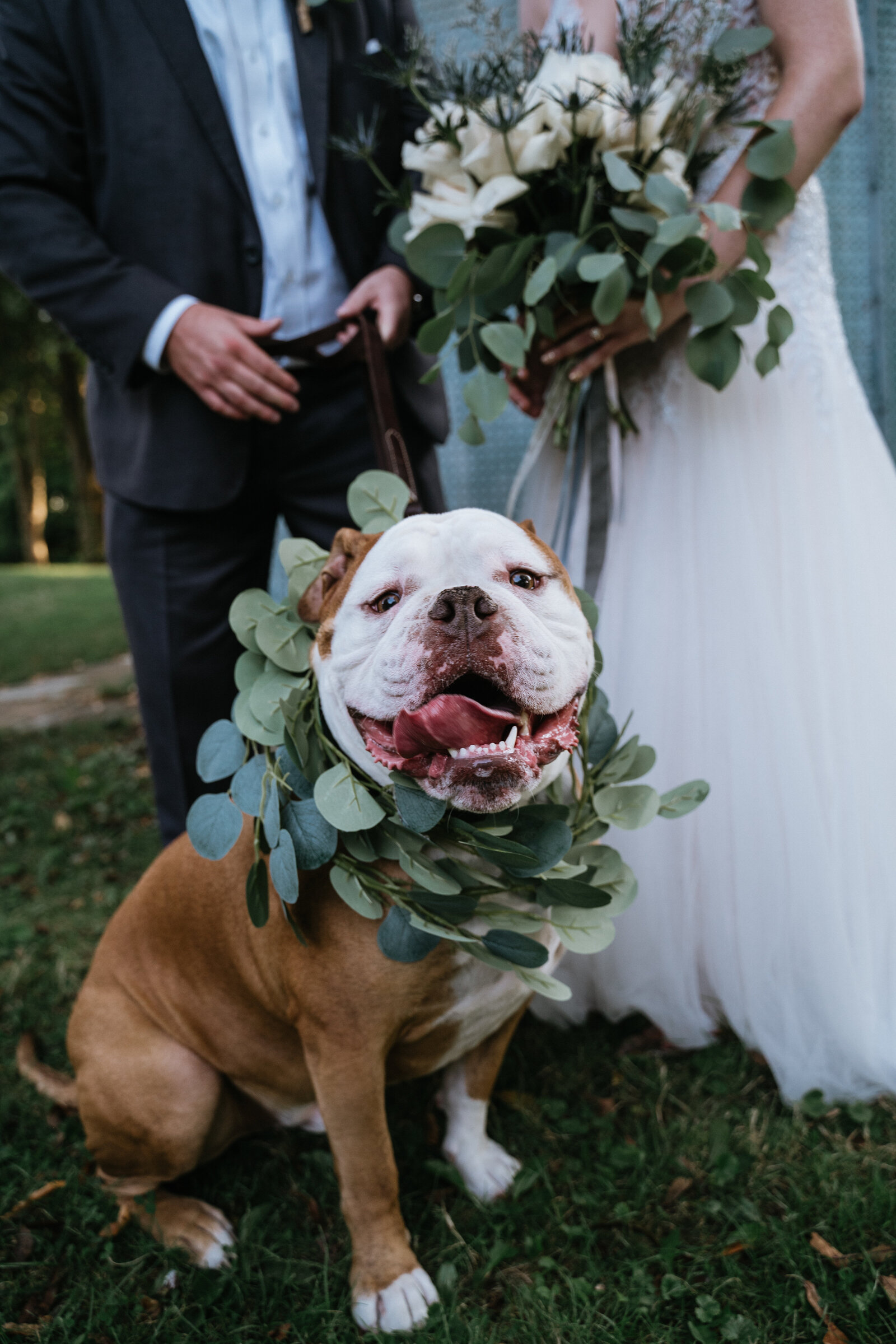 Wedding Pup