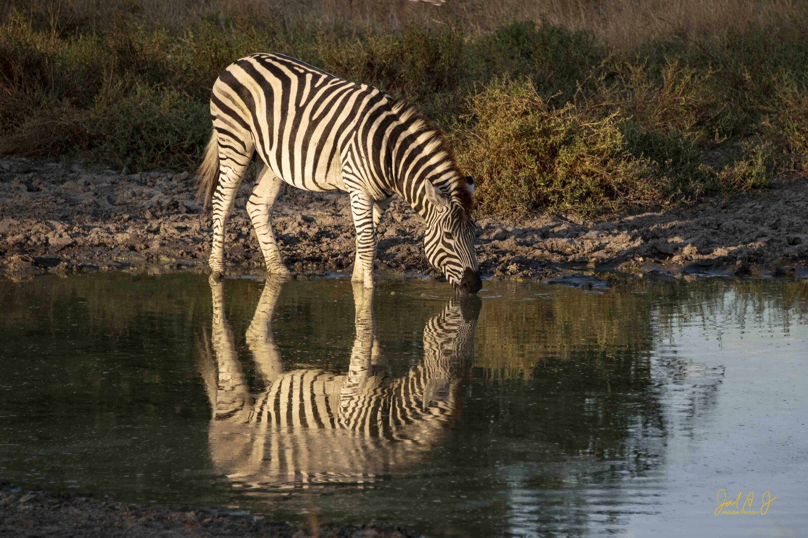 2022 Zebra (2)