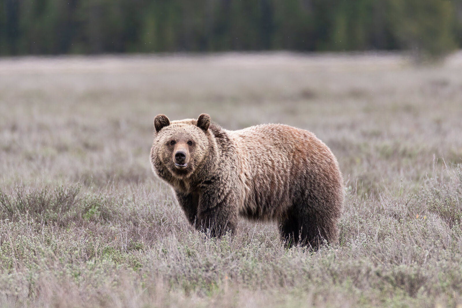 2020-05-26-75A4817-sub-adult-grizzly-bear-tight-2