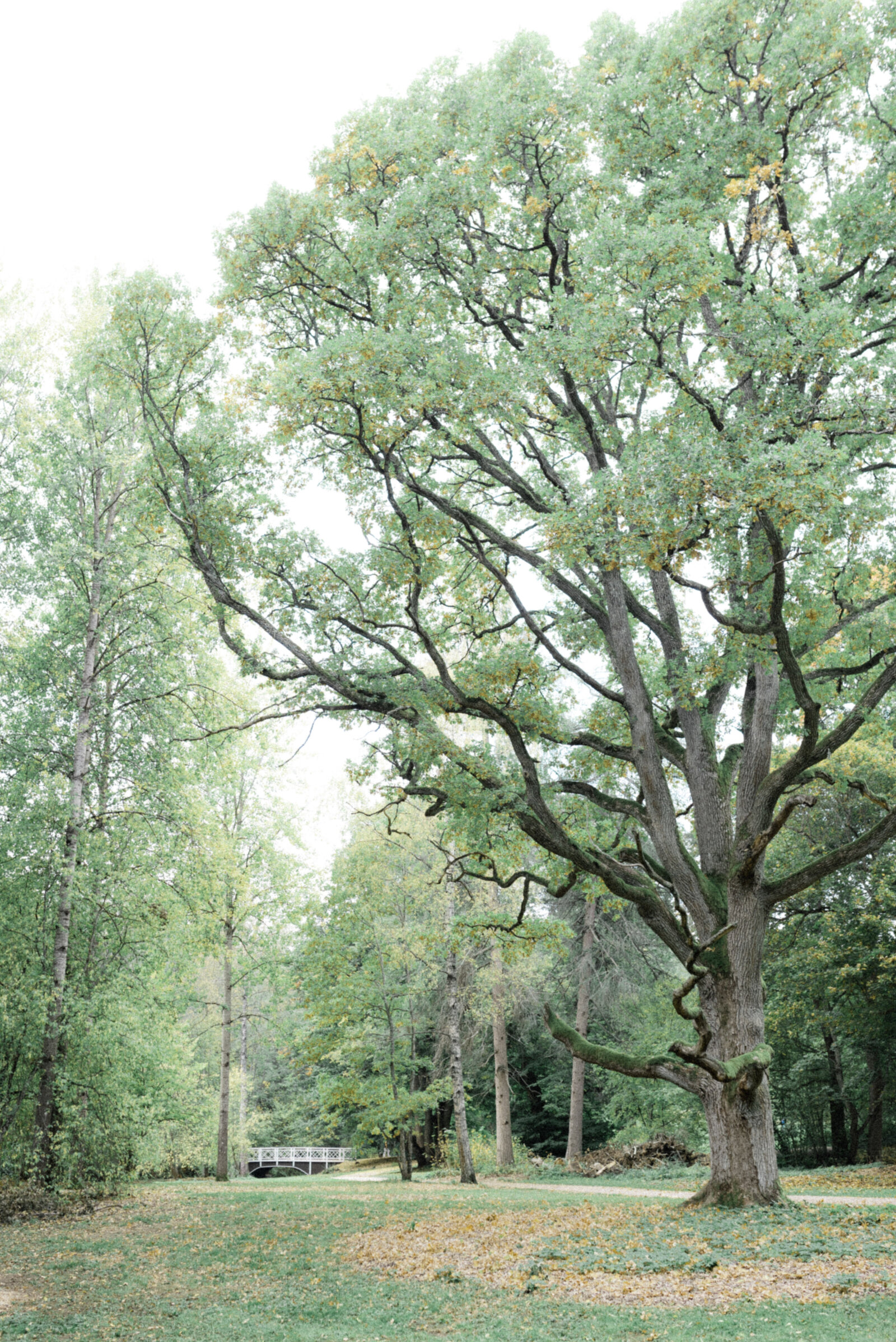 Big oaks in the park in Finland.