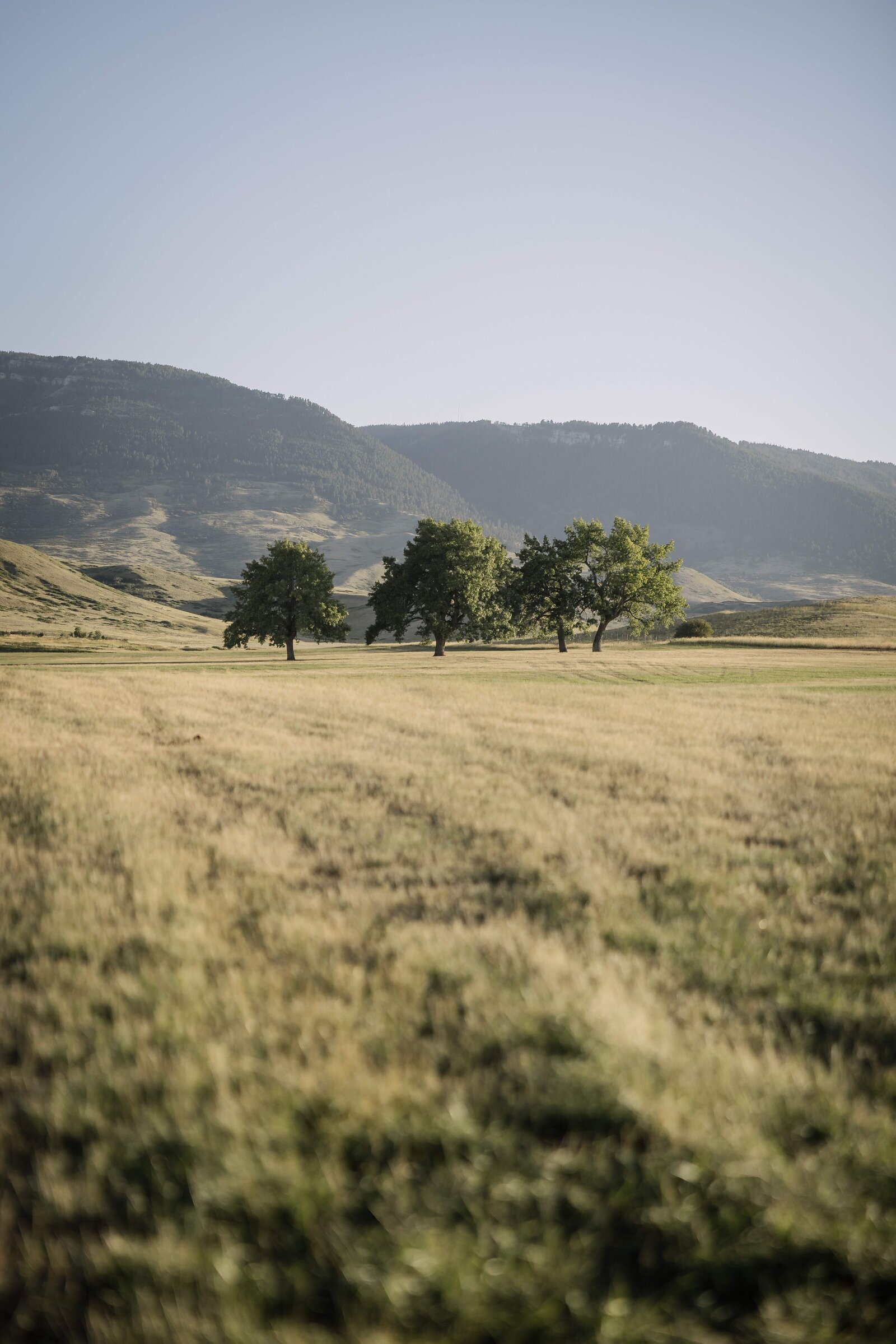 summer mountain wedding in  Casper, Wyoming