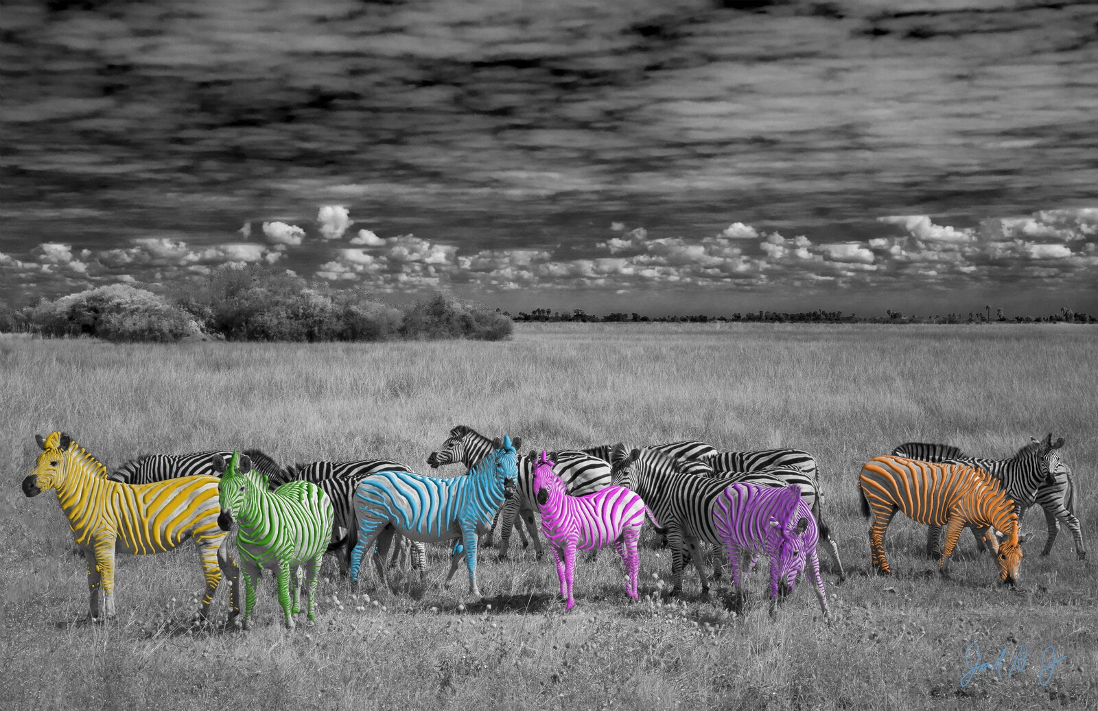 Colored Zebras-Small Size