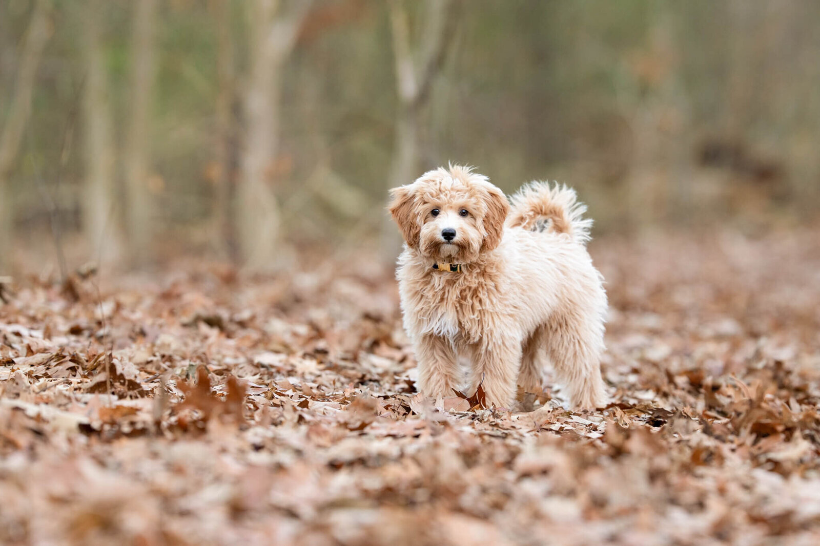 Adorable Golden Doodle puppy standing on a trail in the forest near Boston