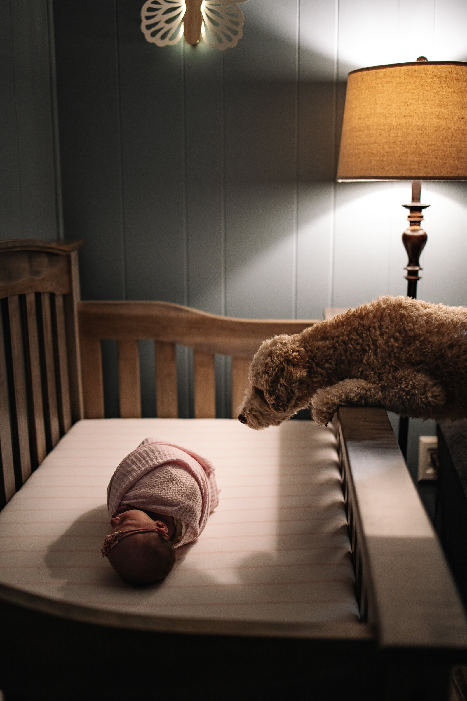 Dog peering over side of crib at newborn baby girl