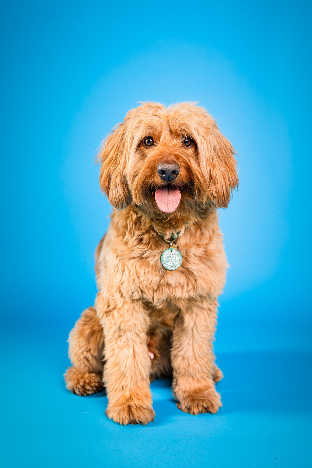 001_20250214_Pretty_Paws_Hondenfotografie_Labradoodle_Seb