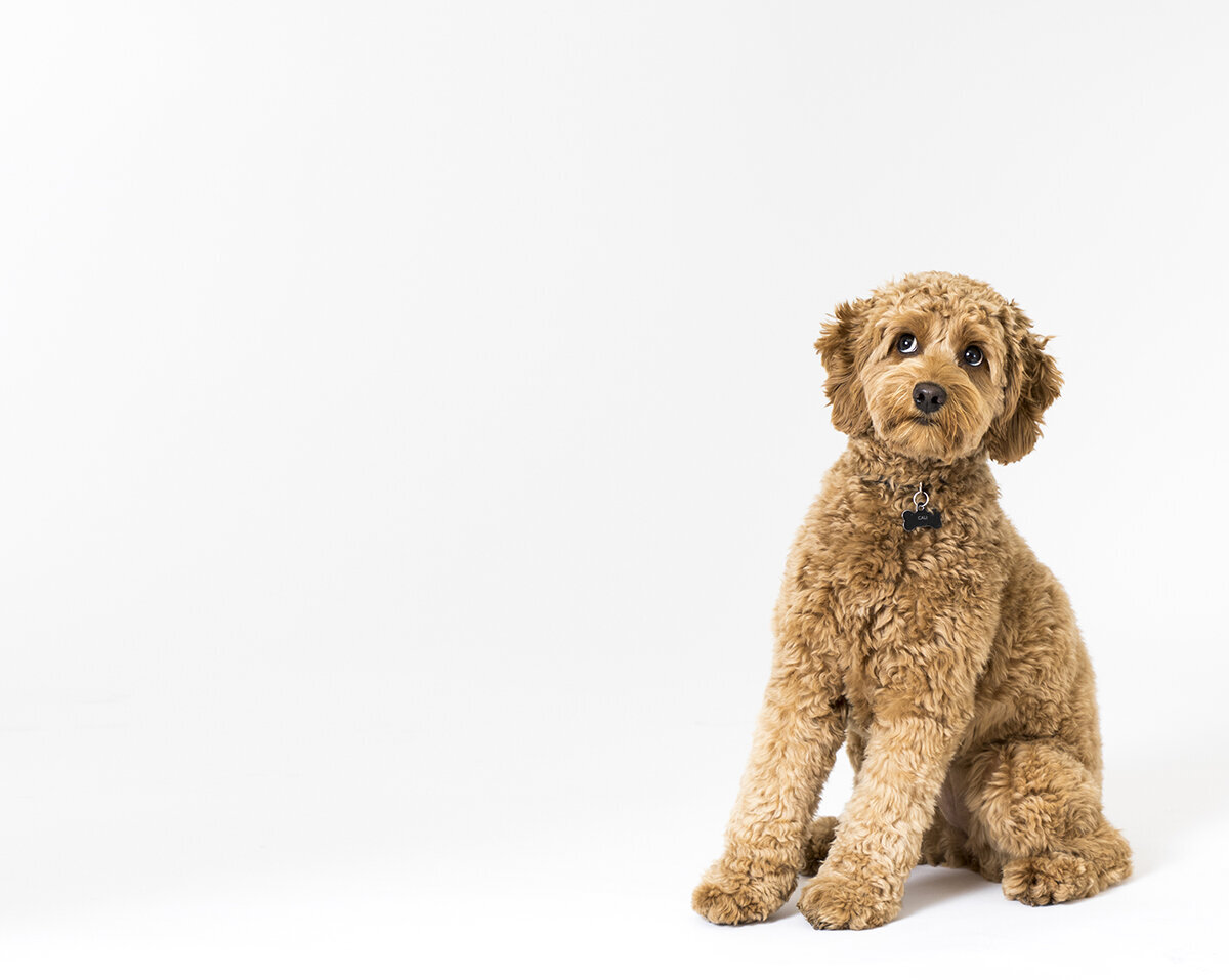 commercial pet photog