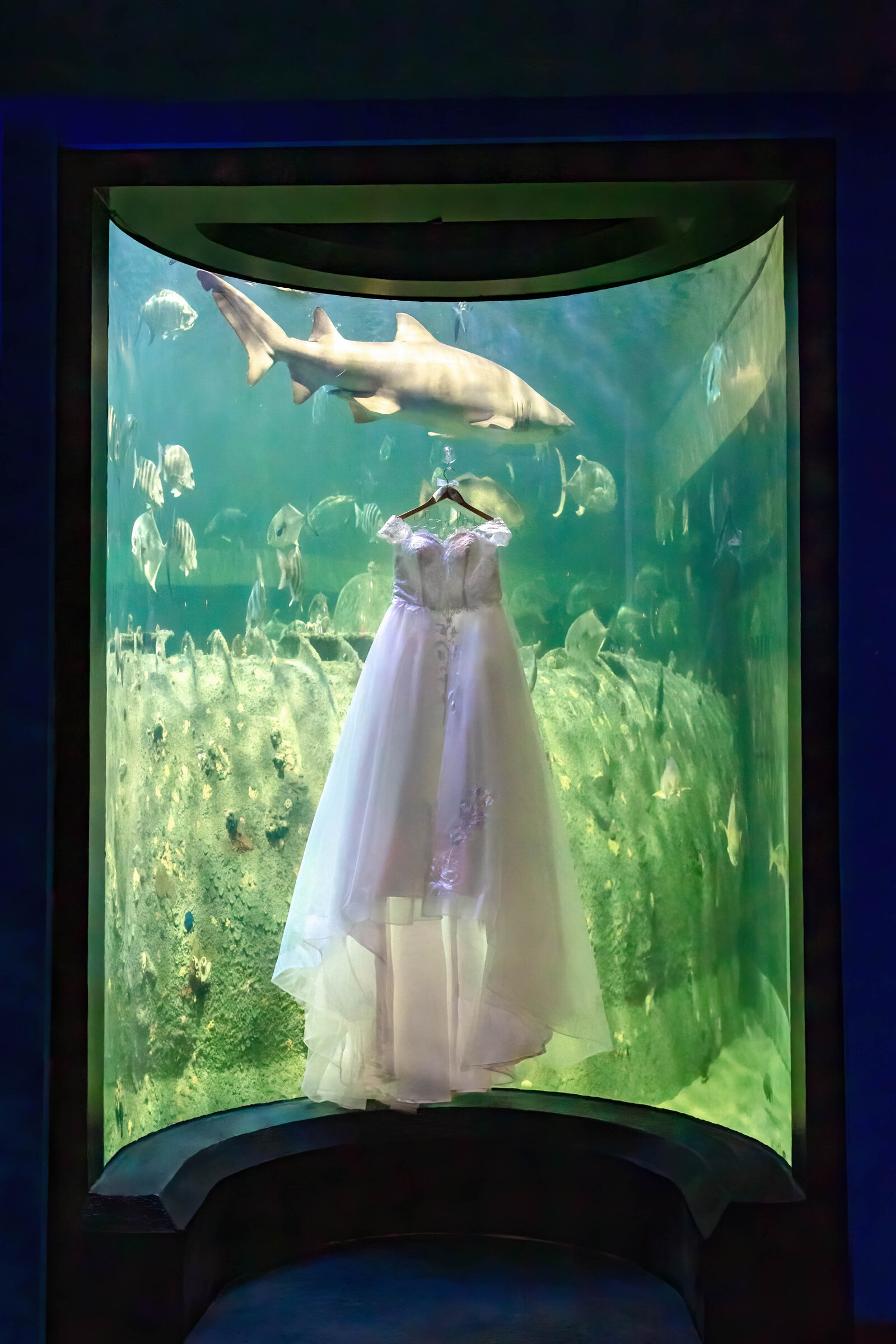 A wedding dress elegantly displayed inside an aquarium tank with a shark and fish swimming in the background, captured during a Pine Knoll Shores, NC wedding, blending unique and coastal wedding elements.