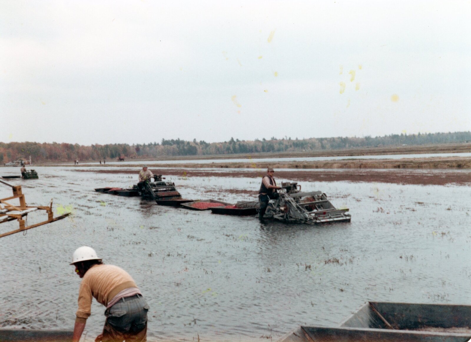 Gen 2 - 1970s harvest (2)