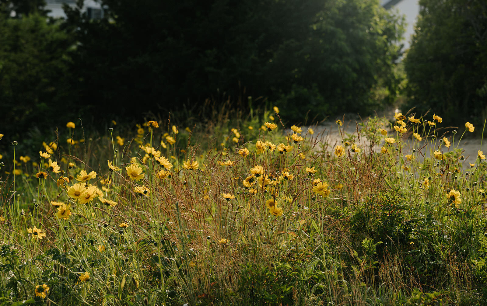 Jenay & Alex -June 11_ 2023-253-Larisa Stinga Photography- martha_s vineyard elopement_websize