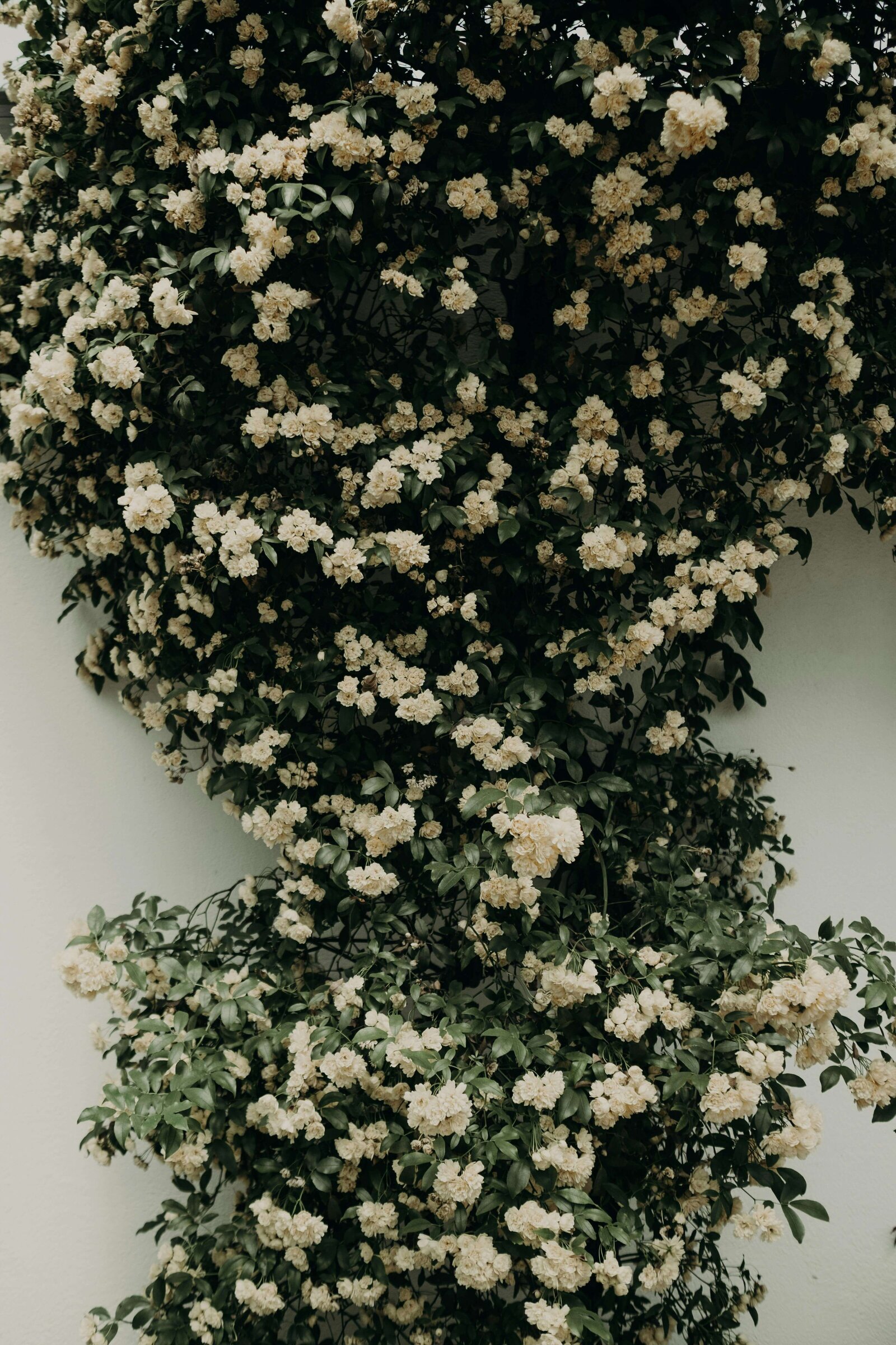 pexels-mathilde-16791878