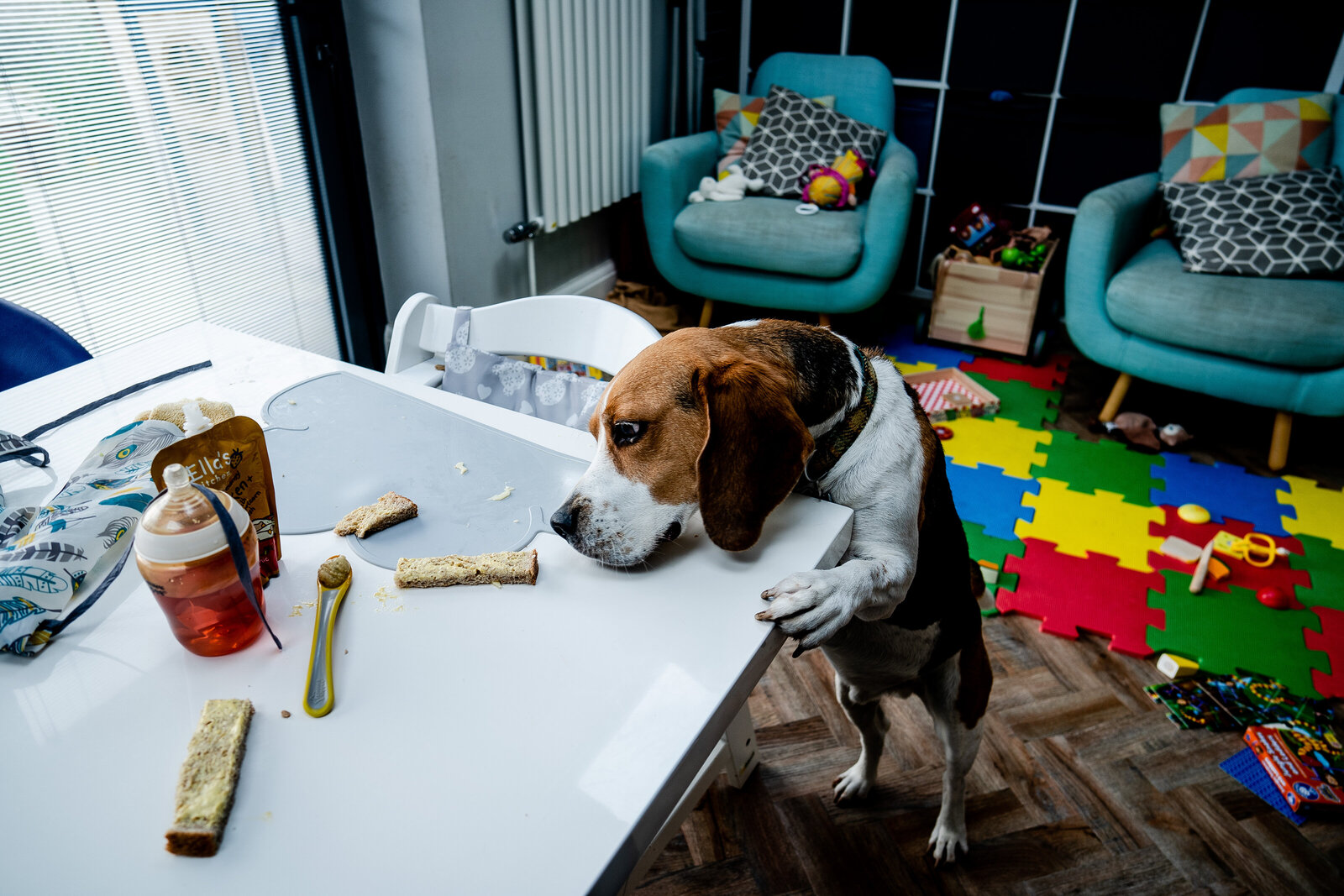 beagle dog stealing food off the table as family are preoccupied with kids