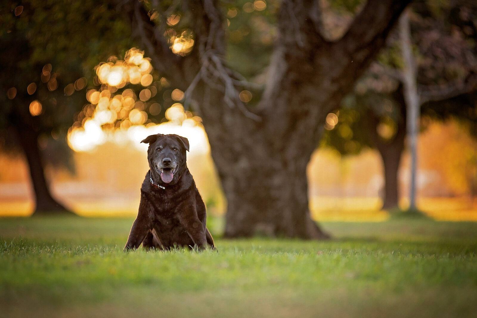 Los-Angeles-pet-photographer-Paw-Prints-Pet-Portraiture-black-lab-senior-dog-sunset