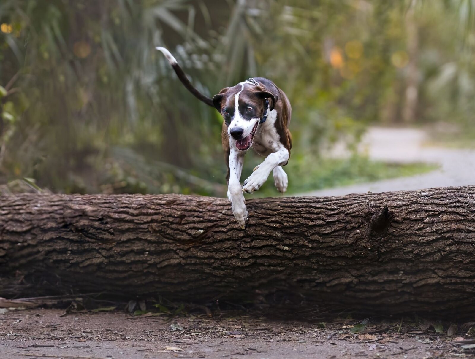 lilla-bordas-portraits-tampa-DOG-photographer1304_2